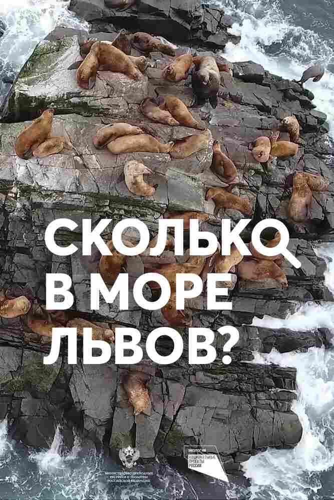 Сколько в море львов? 2018